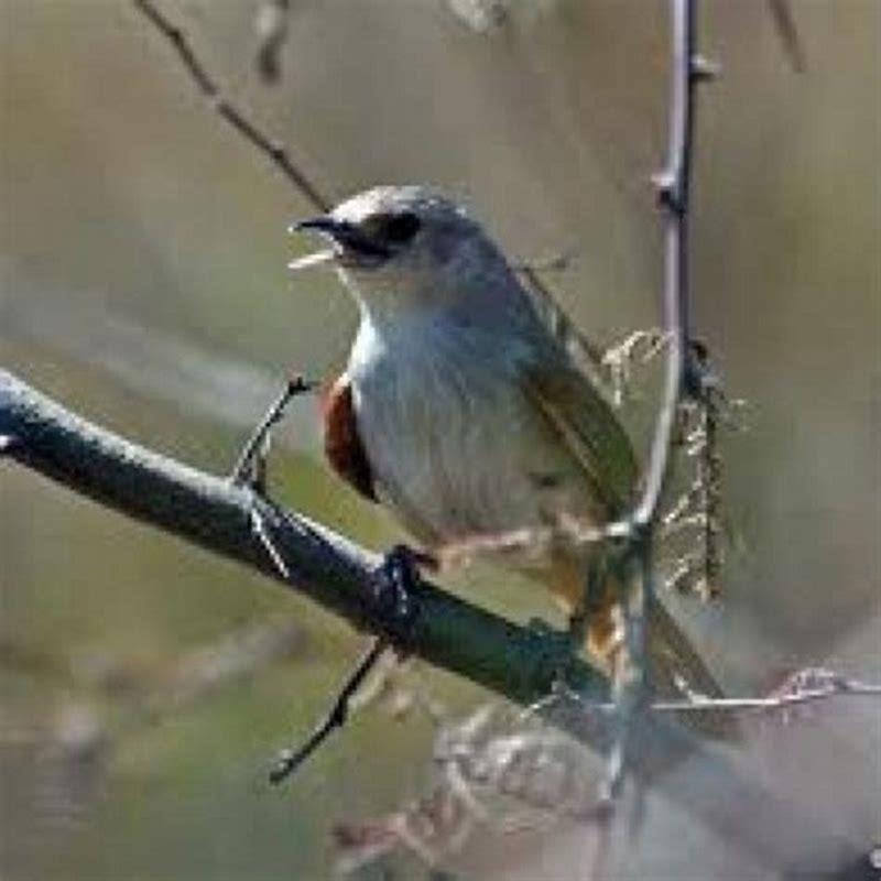What kind of birds are Thorn Birds?