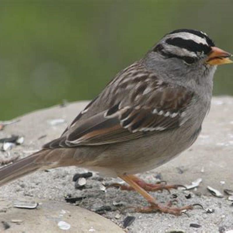 What kind of sparrow has a black throat?