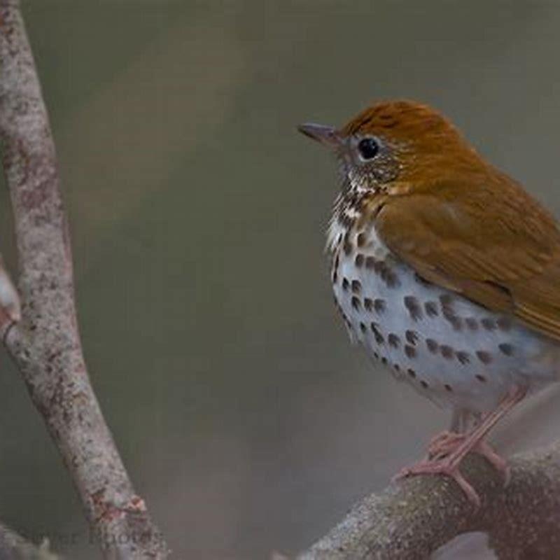What makes a bird a thrush?