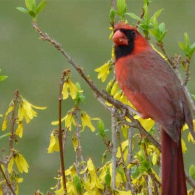 What plant do birds eat?