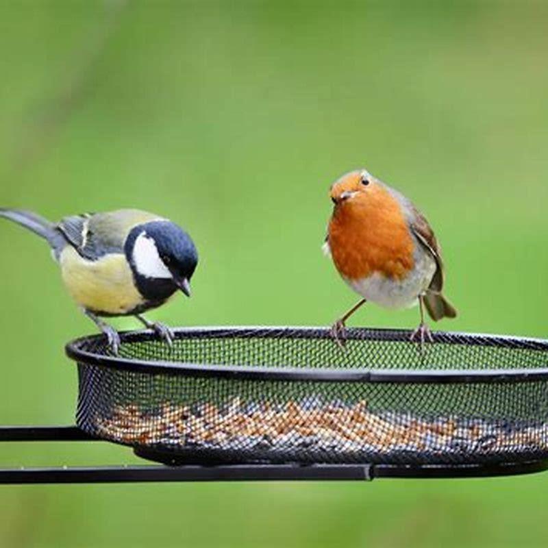 What time of day do birds eat from feeders?