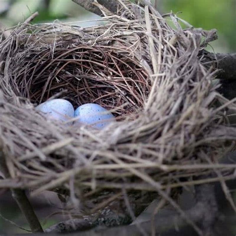 What to do if you find an empty birds nest?