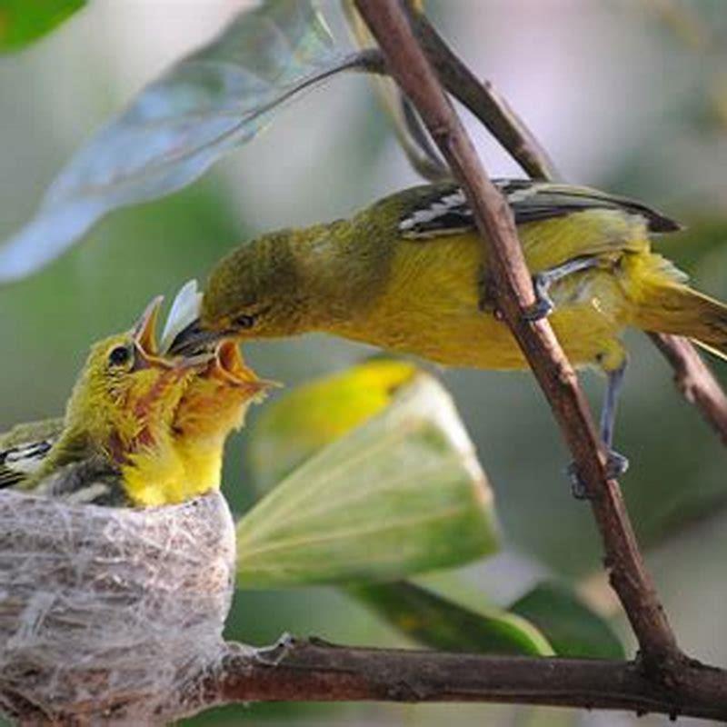 What to feed birds to make them explode?