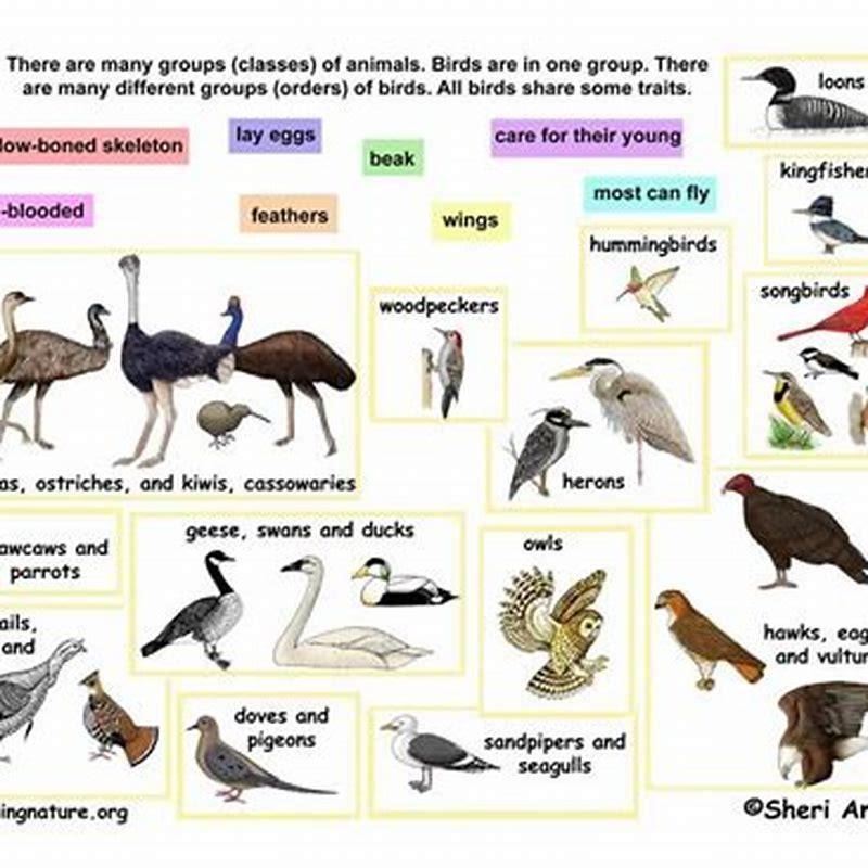 What type of class is a bird?