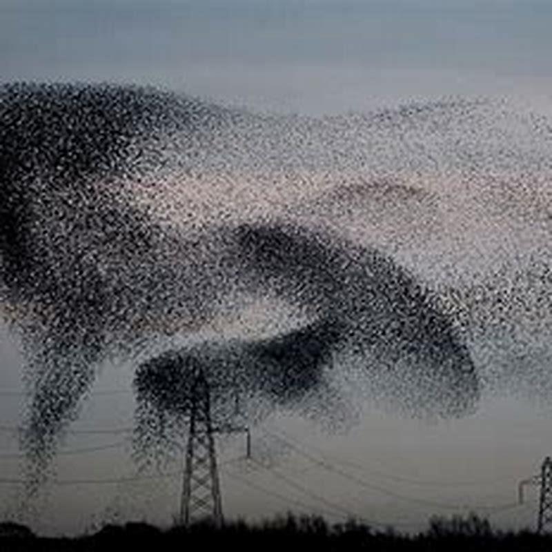 What UK birds fly in formation?