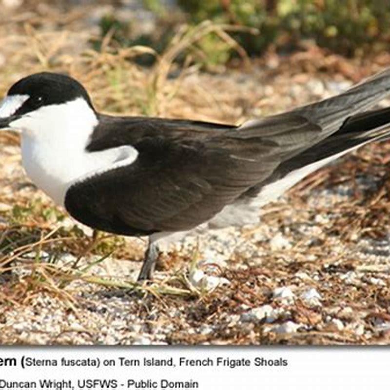 Where are the sooty terns?