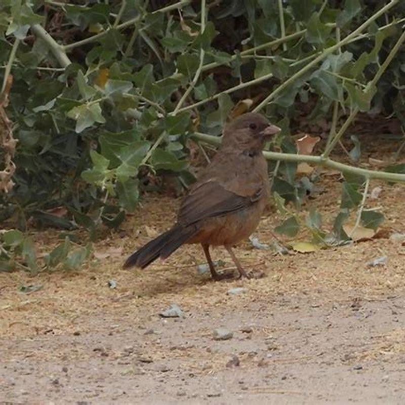 Where do Abert’s Towhee live?