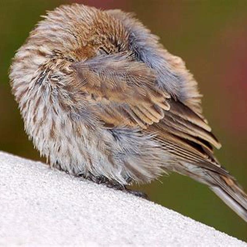 Where do all the small birds go in winter?