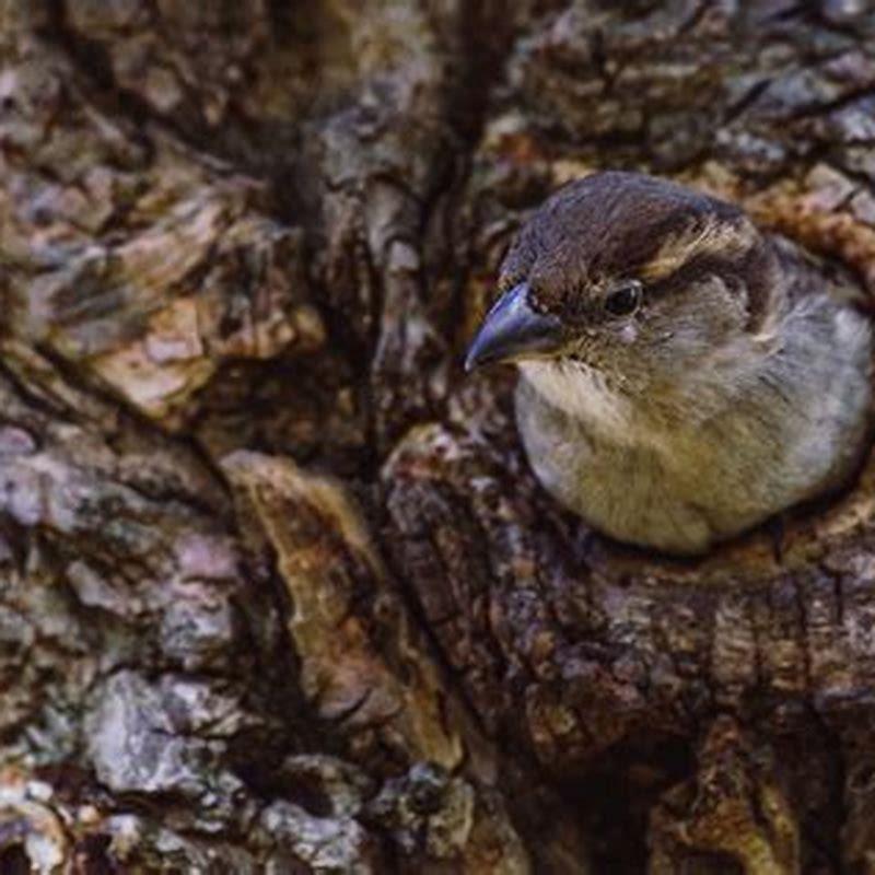 Where do birds go during the night?