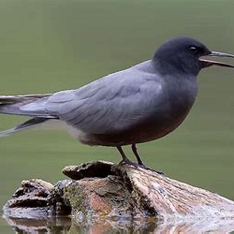 Where do black terns live?