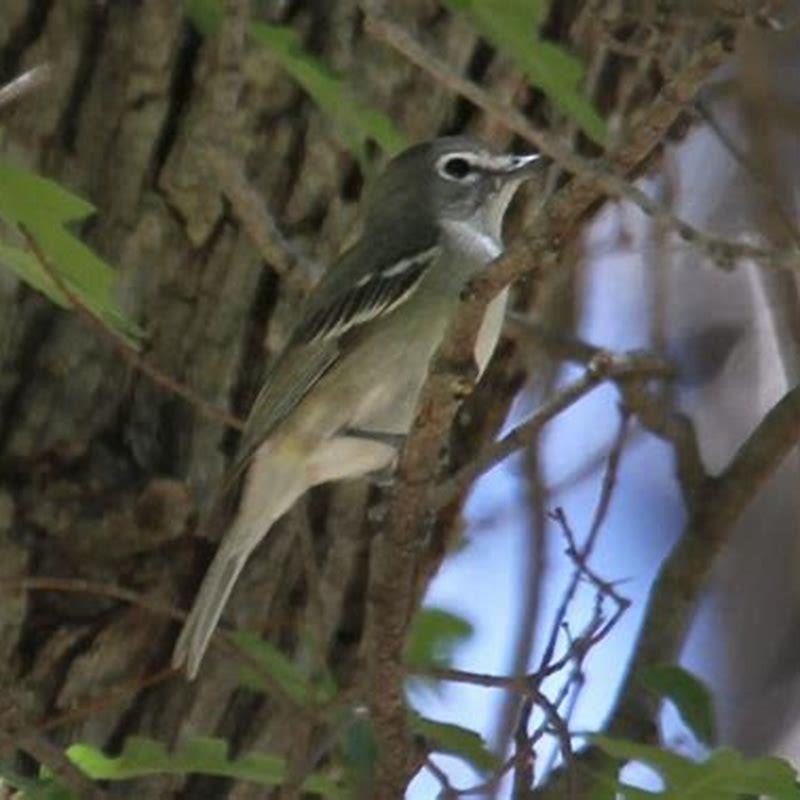 Where do Cassin’s Vireo live?