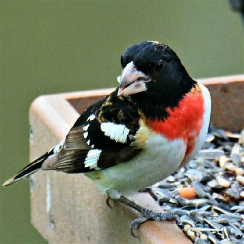 Where do grosbeaks migrate to?