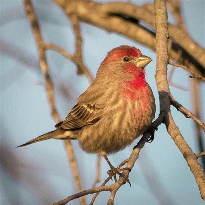 Where do red headed sparrows live?