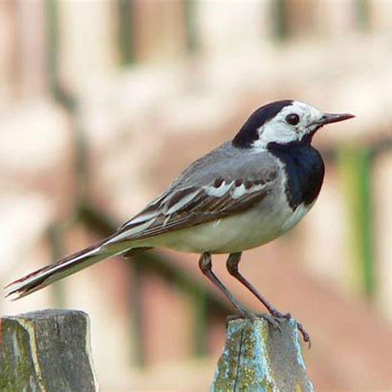Where do White wagtails live?