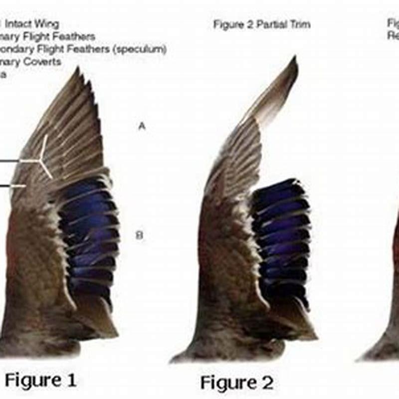 Where do you cut birds wings?