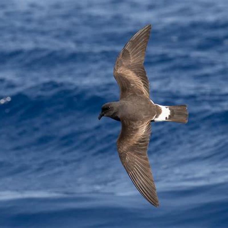 Where does the band-rumped storm-petrel live?