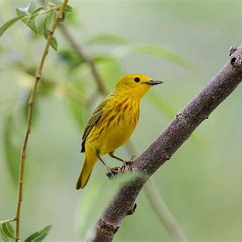Where does Yellow Warbler live?