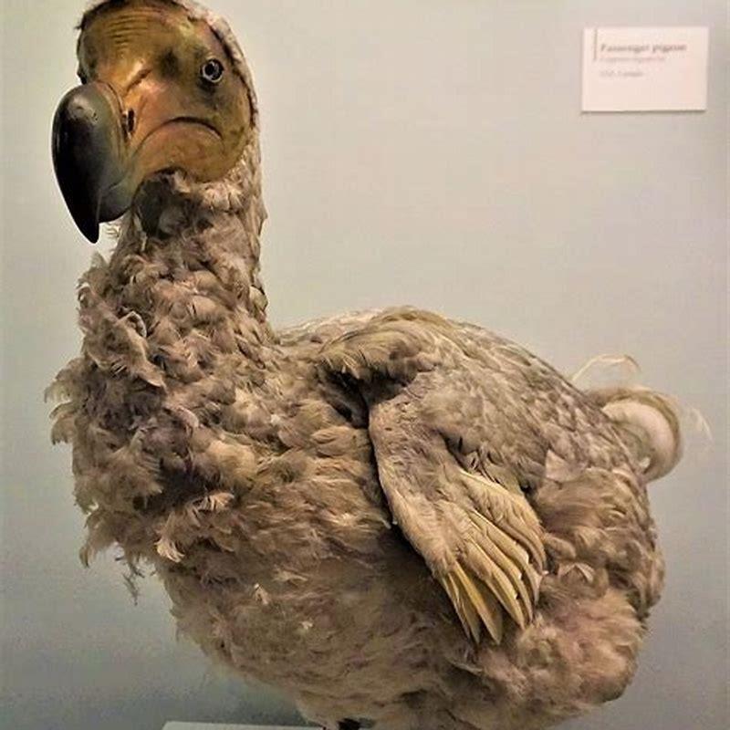 Where was the dodo bird found?