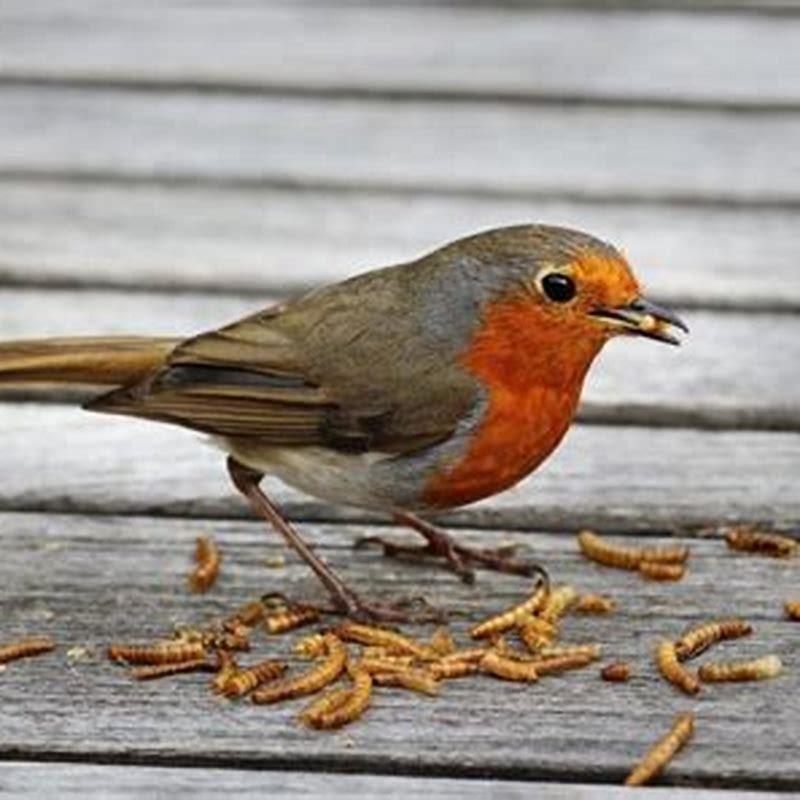 Which bird eats mealworms?