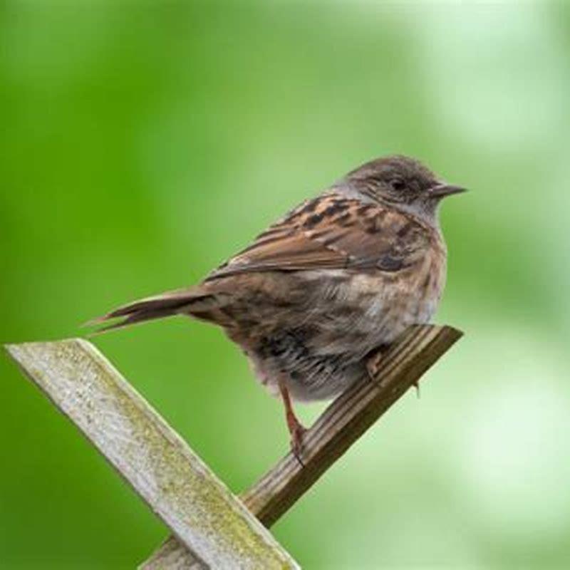 Which bird starts the morning chorus?