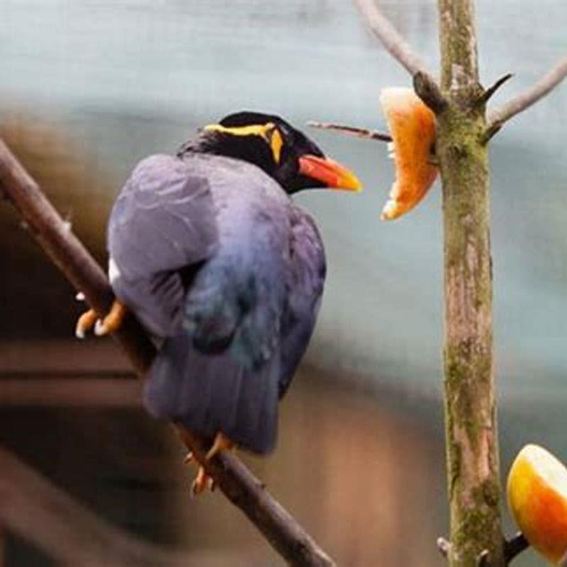Which bird talks the most?