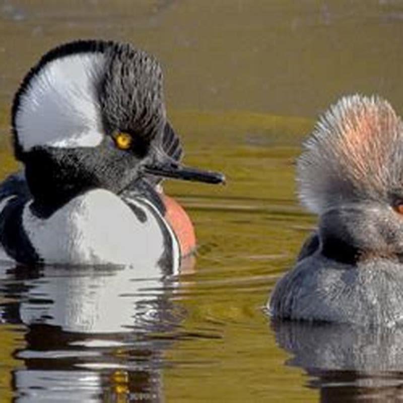 Why are Hooded Mergansers important?