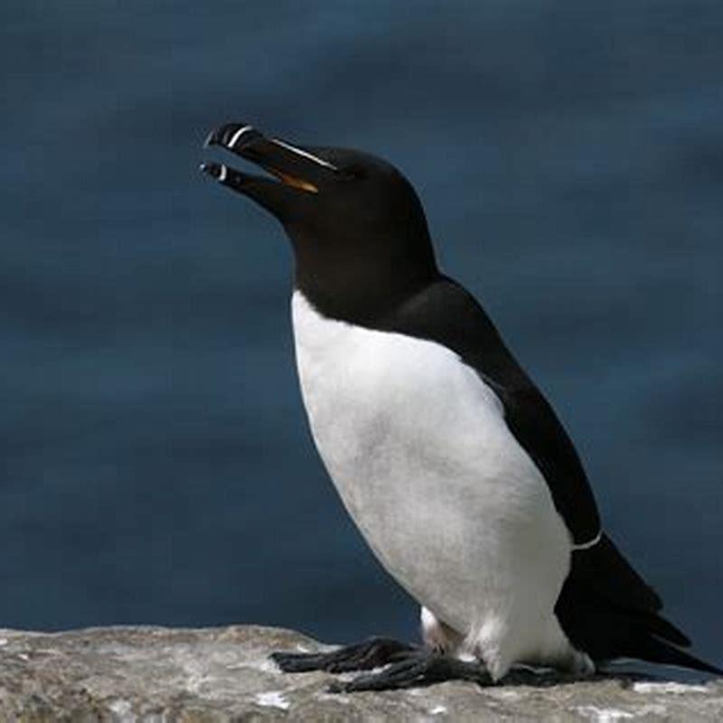 Why are razorbills called razorbills?
