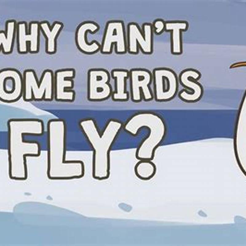 Why can some birds talk?