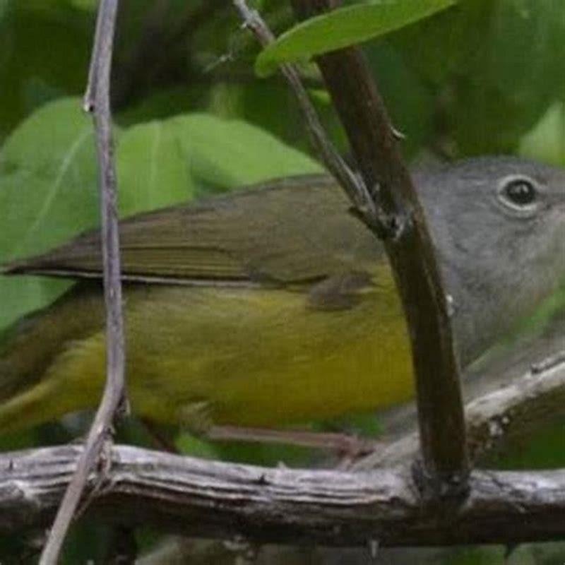 Why is a warbler called a warbler?