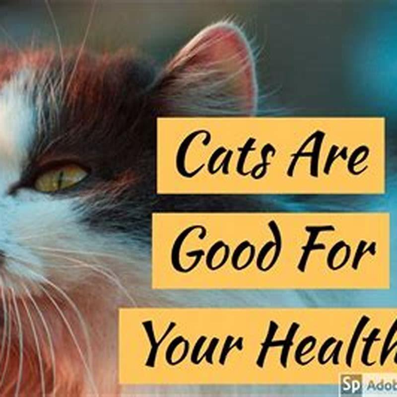 are-cats-good-for-your-health-diy-seattle