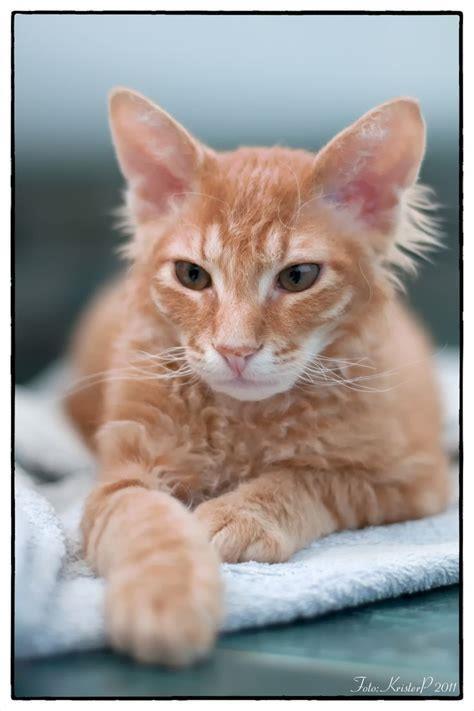 Are LaPerm cats healthy?