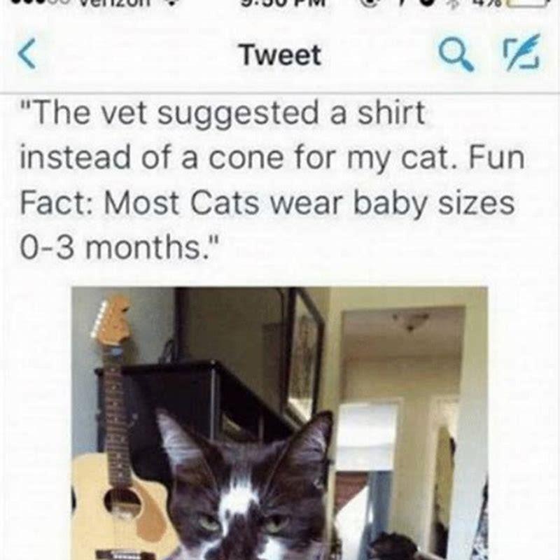 Can I put a shirt on my cat instead of a cone?