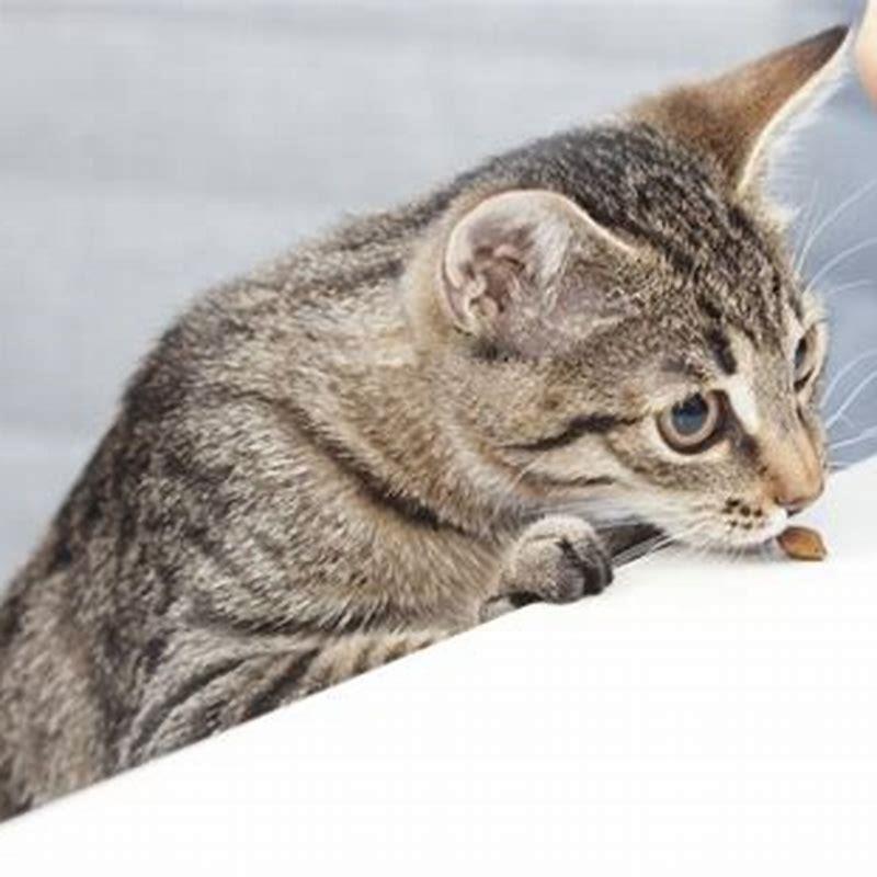 Can my cat hurt my kitten while playing?