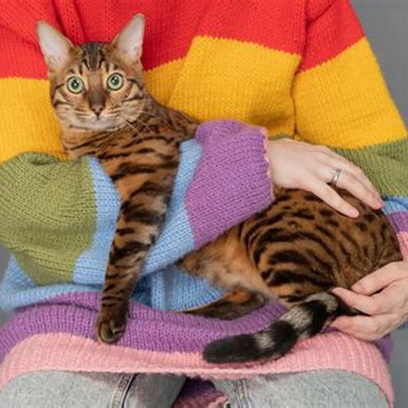 Do Bengal cats need special care?