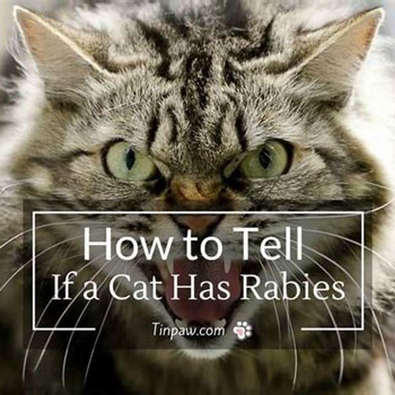 How can you tell if a cat has rabies? - DIY Seattle