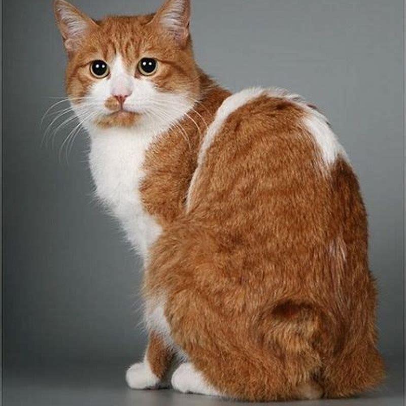 How do you take care of a Japanese Bobtail cat?