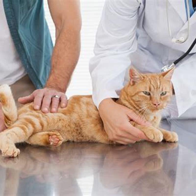 how-long-can-cats-live-with-gastrointestinal-disease-diy-seattle