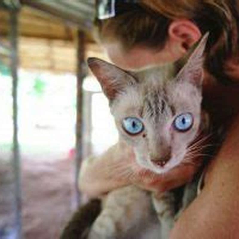 How long does it take for cyproheptadine to work in cats?