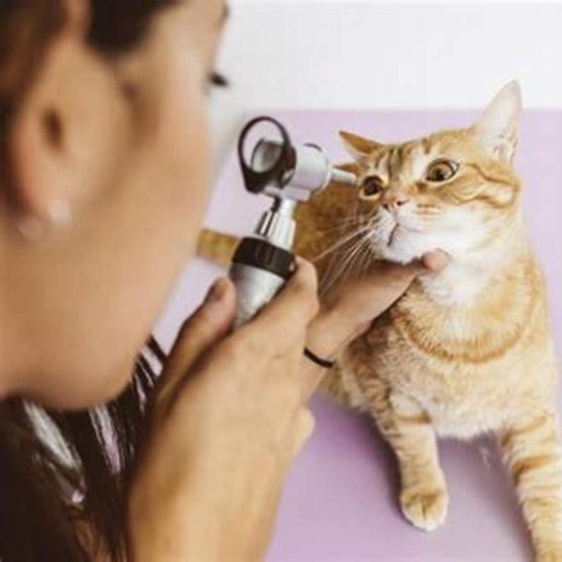 How much does it cost to treat glaucoma in cats?
