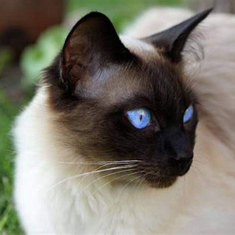 How much is a Siamese cat? - DIY Seattle