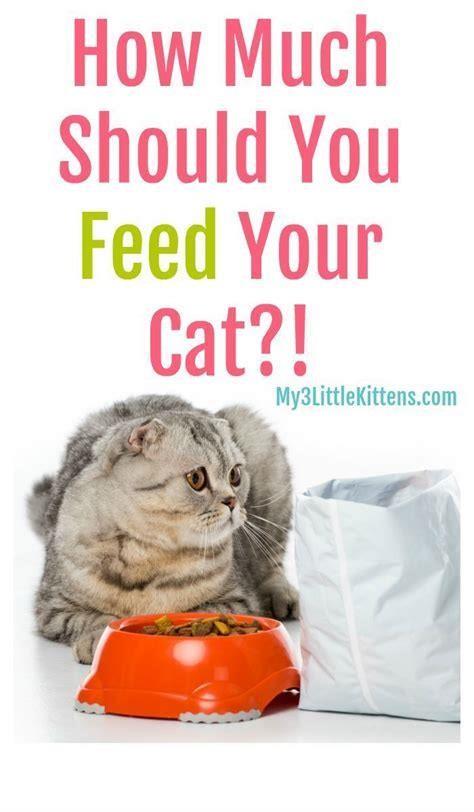 How much wet food should a kitten get? - DIY Seattle