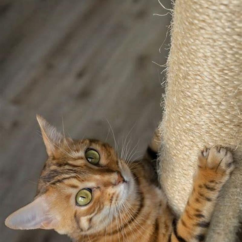 How often do you express cat glands?