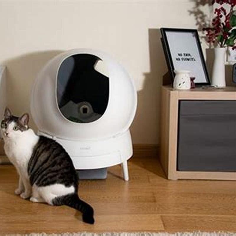 Should you clean your cats litter box everyday?