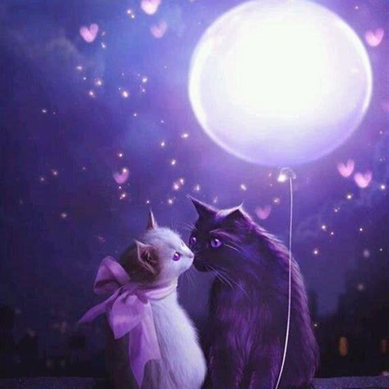 What are purple cats called?