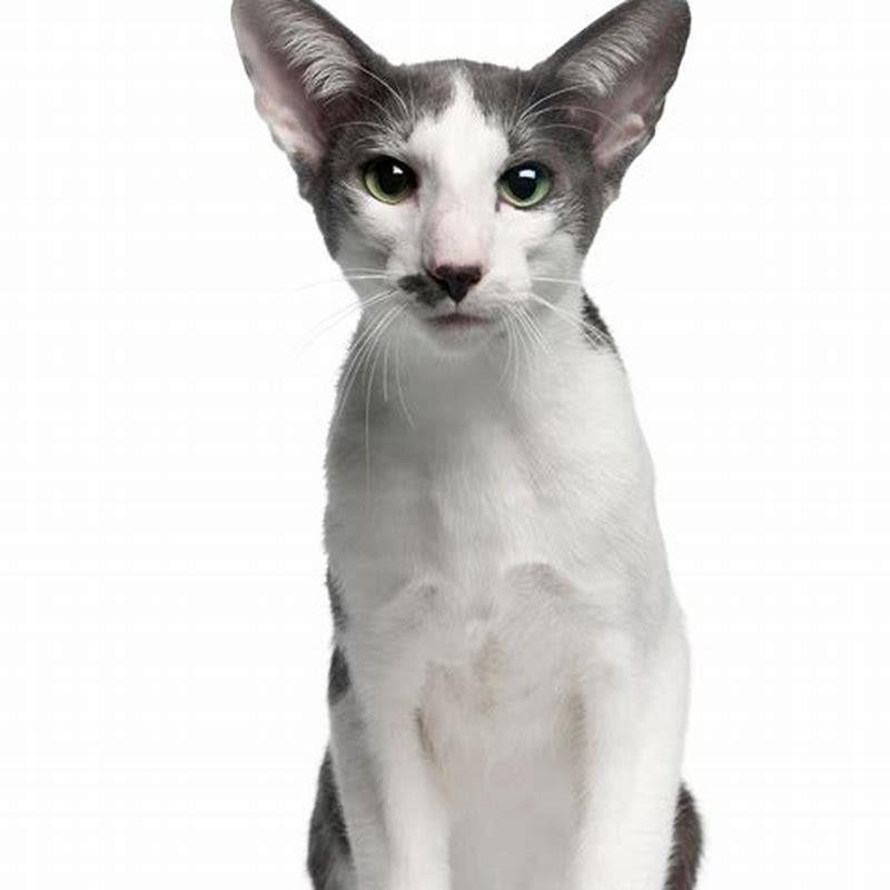 What breed is #1 cat?