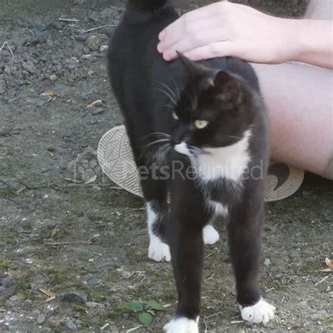 What do you call a black and white cat?