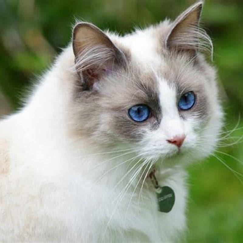 What is the best indoor cat breed?