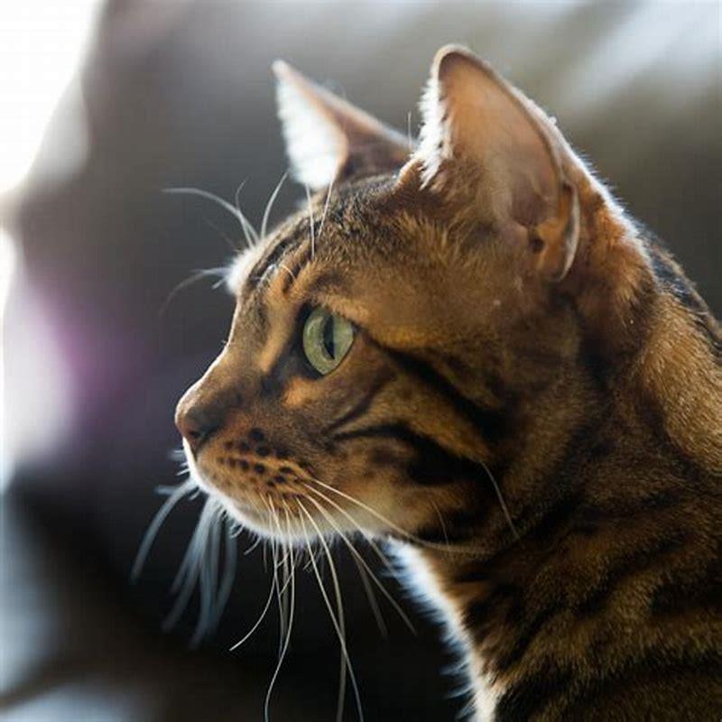 What is the rarest pet cat?