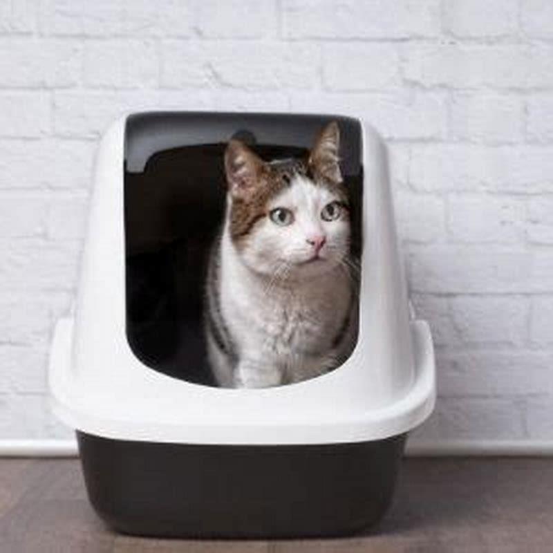 How Many Litter Boxes Should You Have For 2 Cats