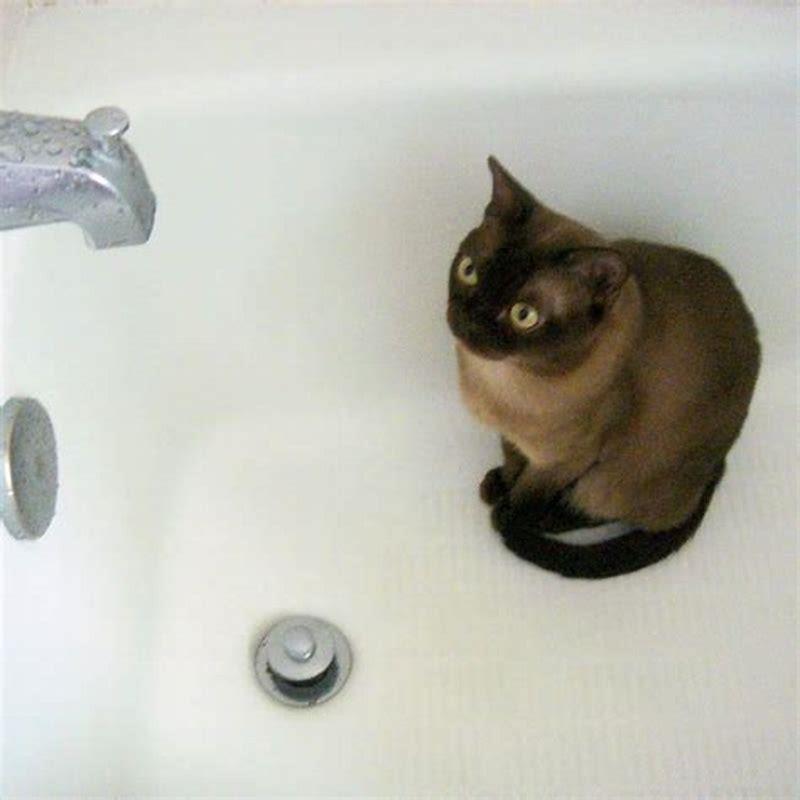 Why do cats pee and poop in the bathtub? DIY Seattle